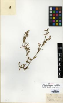 Type specimen at Edinburgh (E). Wight, Robert: 128. Barcode: E00174122.