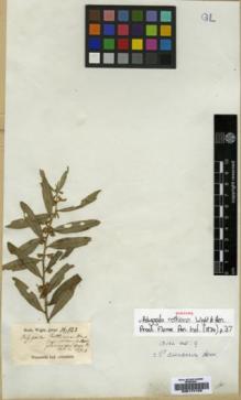 Type specimen at Edinburgh (E). Wight, Robert: 123. Barcode: E00174123.