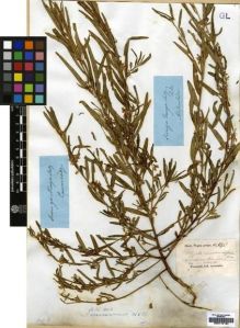 Type specimen at Edinburgh (E). Wight, Robert: 140. Barcode: E00174124.
