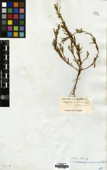 Type specimen at Edinburgh (E). Wight, Robert: 133B. Barcode: E00174132.