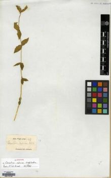 Type specimen at Edinburgh (E). Wight, Robert: 149. Barcode: E00174146.