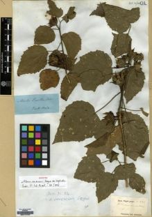 Type specimen at Edinburgh (E). Wight, Robert: 222. Barcode: E00174157.