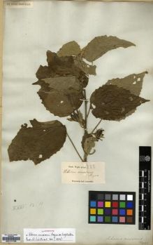 Type specimen at Edinburgh (E). Wight, Robert: 222. Barcode: E00174158.