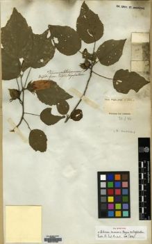 Type specimen at Edinburgh (E). Wight, Robert: 222C. Barcode: E00174159.