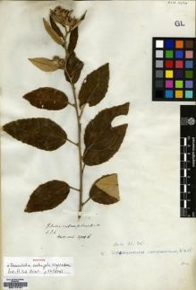 Type specimen at Edinburgh (E). Wight, Robert: . Barcode: E00174161.