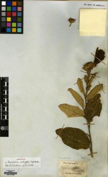 Type specimen at Edinburgh (E). Wight, Robert: 215. Barcode: E00174163.