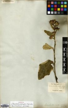 Type specimen at Edinburgh (E). Wight, Robert: 215. Barcode: E00174166.