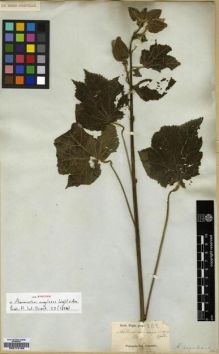 Type specimen at Edinburgh (E). Wight, Robert: 202. Barcode: E00174168.