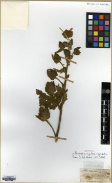 Type specimen at Edinburgh (E). Wight, Robert: 202. Barcode: E00174169.