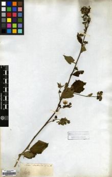 Type specimen at Edinburgh (E). Wight, Robert: 145. Barcode: E00174171.