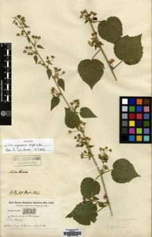 Type specimen at Edinburgh (E). Buchanan-Hamilton, Francis: 1535. Barcode: E00174172.