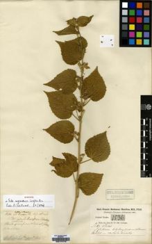 Type specimen at Edinburgh (E). Buchanan-Hamilton, Francis: 1536. Barcode: E00174173.