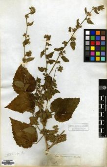 Type specimen at Edinburgh (E). Wight, Robert: 144. Barcode: E00174174.