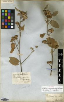 Type specimen at Edinburgh (E). Wight, Robert: 992. Barcode: E00174177.