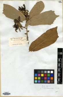Type specimen at Edinburgh (E). Wight, Robert: 241. Barcode: E00174181.