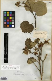 Type specimen at Edinburgh (E). Wight, Robert: 253. Barcode: E00174187.