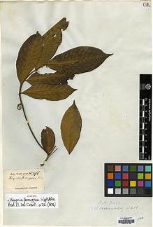 Type specimen at Edinburgh (E). Wight, Robert: 296. Barcode: E00174188.