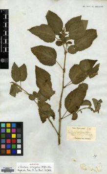 Type specimen at Edinburgh (E). Wight, Robert: 276. Barcode: E00174192.