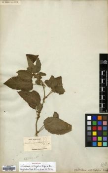 Type specimen at Edinburgh (E). Wight, Robert: 276. Barcode: E00174195.