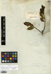 Type specimen at Edinburgh (E). Wight, Robert: 297. Barcode: E00174210.