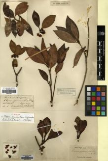 Type specimen at Edinburgh (E). Wight, Robert: 300. Barcode: E00174213.