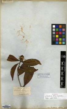 Type specimen at Edinburgh (E). Wight, Robert: 342. Barcode: E00174215.