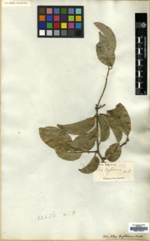 Type specimen at Edinburgh (E). Wight, Robert: 304. Barcode: E00174217.