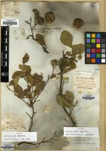 Type specimen at Edinburgh (E). Wight, Robert: 78. Barcode: E00174219.