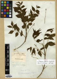 Type specimen at Edinburgh (E). Wight, Robert: 328.B. Barcode: E00174230.