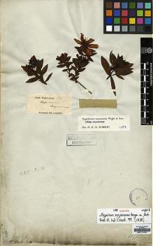 Type specimen at Edinburgh (E). Wight, Robert: 331. Barcode: E00174234.