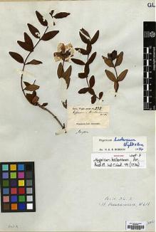 Type specimen at Edinburgh (E). Wight, Robert: 332. Barcode: E00174236.