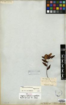 Type specimen at Edinburgh (E). Wight, Robert: 332. Barcode: E00174237.