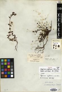 Type specimen at Edinburgh (E). Wight, Robert: 336. Barcode: E00174238.