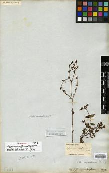 Type specimen at Edinburgh (E). Wight, Robert: 336. Barcode: E00174239.