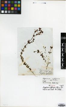 Type specimen at Edinburgh (E). Wight, Robert: 336. Barcode: E00174240.