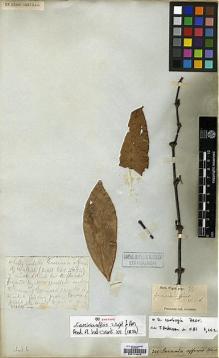 Type specimen at Edinburgh (E). Wight, Robert: 341. Barcode: E00174242.