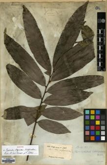 Type specimen at Edinburgh (E). Wight, Robert: 390. Barcode: E00174250.
