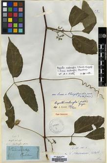 Type specimen at Edinburgh (E). Wight, Robert: 427. Barcode: E00174263.