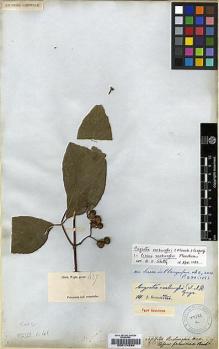 Type specimen at Edinburgh (E). Wight, Robert: 427. Barcode: E00174264.