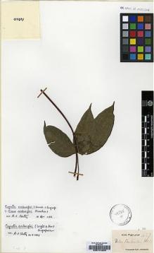 Type specimen at Edinburgh (E). Wight, Robert: 427. Barcode: E00174265.