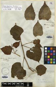 Type specimen at Edinburgh (E). Wallich, Nathaniel: 5988A. Barcode: E00174272.