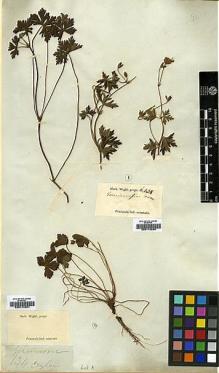 Type specimen at Edinburgh (E). Wight, Robert: 438. Barcode: E00174280.