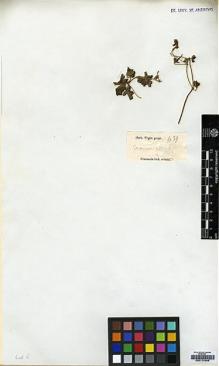 Type specimen at Edinburgh (E). Wight, Robert: 439. Barcode: E00174286.