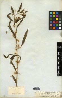 Type specimen at Edinburgh (E). Wight, Robert: 455. Barcode: E00174290.
