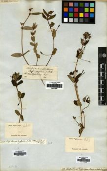 Type specimen at Edinburgh (E). Wight, Robert: 448. Barcode: E00174297.