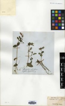 Type specimen at Edinburgh (E). Wight, Robert: 457A. Barcode: E00174302.