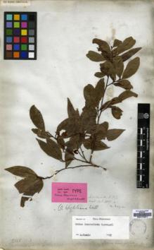 Type specimen at Edinburgh (E). Wallich, Nathaniel: A. Barcode: E00174311.