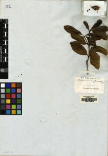 Type specimen at Edinburgh (E). Wallich, Nathaniel: 544. Barcode: E00174316.