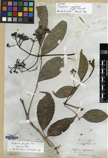 Type specimen at Edinburgh (E). Wallich, Nathaniel: 4277. Barcode: E00174318.