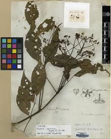 Type specimen at Edinburgh (E). Wallich, Nathaniel: . Barcode: E00174319.